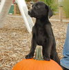 Boo - ADOPTED 12.28.09