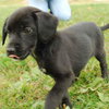 Morticia - ADOPTED 11.14.09