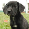 Morticia - ADOPTED 11.14.09