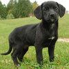 Morticia - ADOPTED 11.14.09