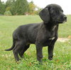 Morticia - ADOPTED 11.14.09
