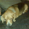 Susie - ADOPTED 11.09.09