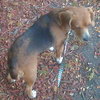 Susie - ADOPTED 11.09.09