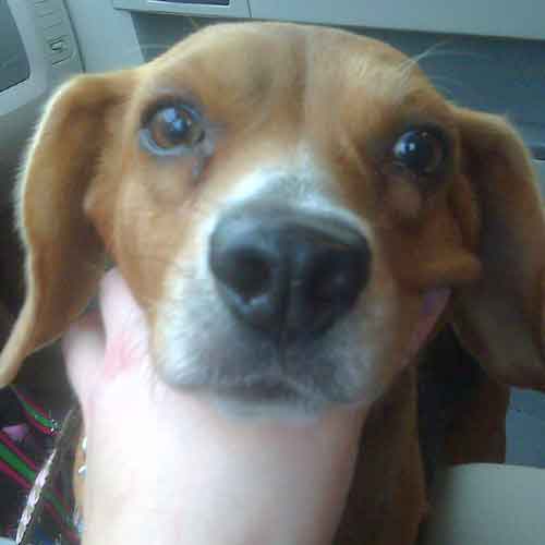 Susie - ADOPTED 11.09.09