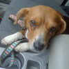 Susie - ADOPTED 11.09.09