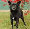 Bobo-ADOPTED-11.6.11
