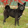 Bobo-ADOPTED-11.6.11