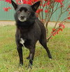 Bobo-ADOPTED-11.6.11