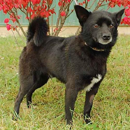 Bobo-ADOPTED-11.6.11