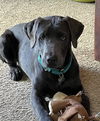 Raya - ADOPTED
