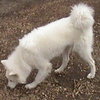 Spirit - ADOPTED 12.17.09