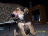 Mario - ADOPTED 11.07.09
