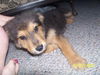 Mario - ADOPTED 11.07.09