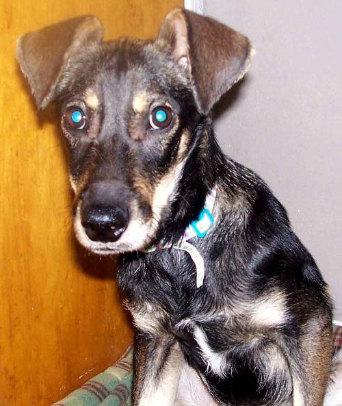 Flash - ADOPTED 11.19.09