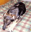 Flash - ADOPTED 11.19.09