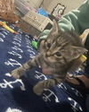 Te Litter Asher - ADOPTED 09.12.23