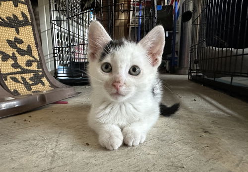 Ve Litter Guernsey - ADOPTED 06.25.23