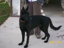 Shelby #2 - ADOPTED 12.14.09