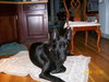 Shelby #2 - ADOPTED 12.14.09