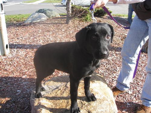 Felicity - ADOPTED 11.21.09