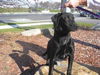 Felicity - ADOPTED 11.21.09
