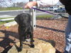 Felicity - ADOPTED 11.21.09