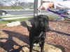 Felicity - ADOPTED 11.21.09