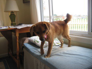 Rusty - ADOPTED 11.22.09