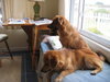 Rusty - ADOPTED 11.22.09