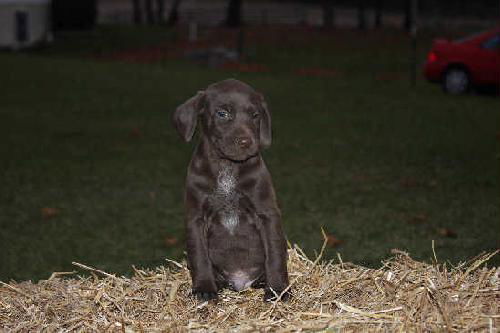 Chaplin - ADOPTED 11.29.09