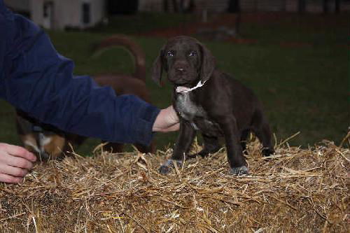 Cassidy - ADOPTED 12.06.09