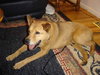 Howie-ADOPTED