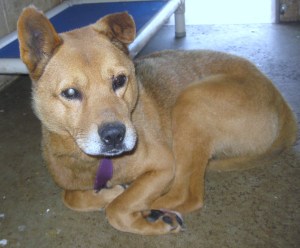 Howie-ADOPTED