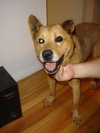 Howie-ADOPTED