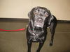 Mandy-ADOPTED 4/28/10
