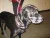 Mandy-ADOPTED 4/28/10