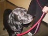 Mandy-ADOPTED 4/28/10