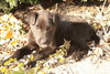 Bisbee - ADOPTED 11.16.09