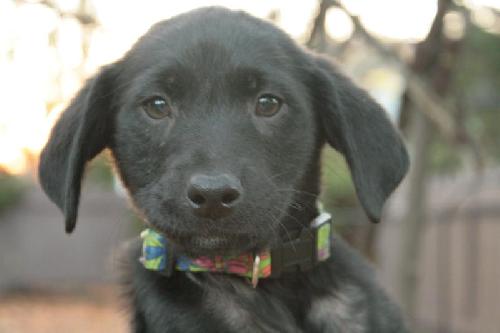 Prescott - ADOPTED 12.12.09
