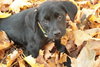 Prescott - ADOPTED 12.12.09
