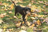 Prescott - ADOPTED 12.12.09