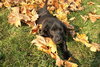 Tucson - ADOPTED 11.25.09