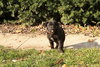 Tucson - ADOPTED 11.25.09