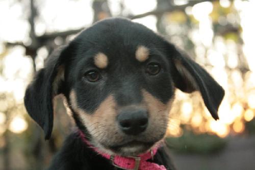 Surprise - ADOPTED 11.20.09
