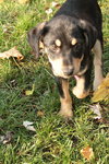 Surprise - ADOPTED 11.20.09