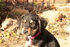 Surprise - ADOPTED 11.20.09