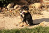 Surprise - ADOPTED 11.20.09