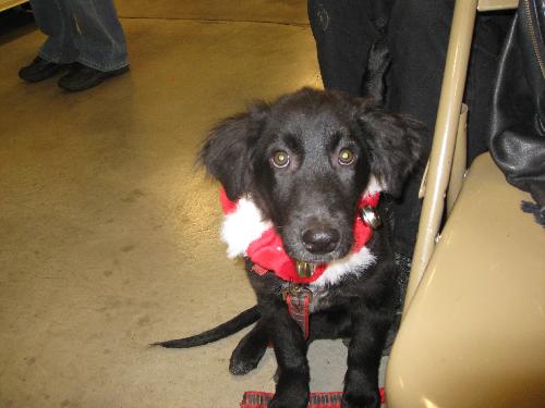Roco - ADOPTED 12.13.09