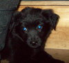 Roco - ADOPTED 12.13.09