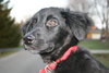 Roco - ADOPTED 12.13.09